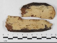 藏品(絲皮菌屬)的圖片