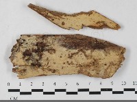 藏品(絲皮菌屬)的圖片