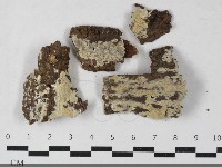 藏品(射脈菌屬)的圖片