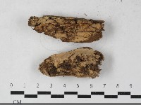 藏品(射脈菌屬)的圖片