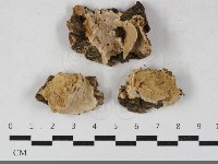 藏品(硬孔菌屬)的圖片