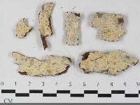 藏品(絲齒菌屬)的圖片