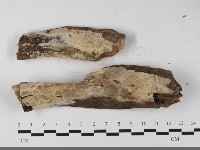 藏品(薄孔菌屬)的圖片