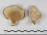 藏品(多孔菌屬)的圖片