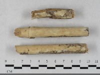 藏品(革墊菌屬)的圖片