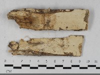 藏品(革墊菌屬)的圖片