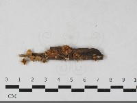 藏品(微皮傘屬)的圖片