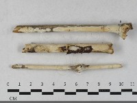 藏品(革墊菌屬)的圖片