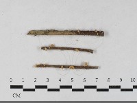 藏品(微皮傘屬)的圖片