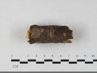 藏品(刺革菌屬)的圖片