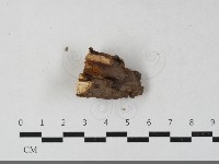 藏品(刺革菌屬)的圖片