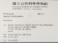 藏品(粉褶菌屬)的圖片