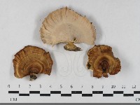 藏品(小孔菌屬)的圖片