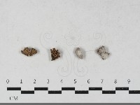 藏品(裂褶菌)的圖片