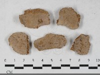 藏品(多年臥孔菌屬)的圖片