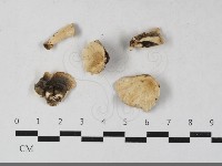 藏品(絲齒菌屬)的圖片