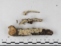 藏品(射脈菌屬)的圖片