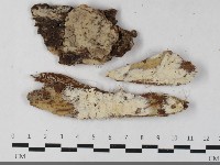 藏品(絲齒菌屬)的圖片