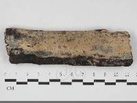 藏品(栓菌屬)的圖片