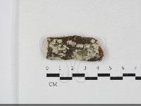 藏品(絲齒菌屬)的圖片