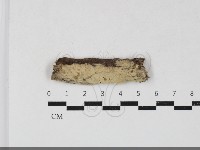 藏品(絲齒菌屬)的圖片