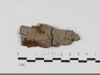 藏品(刺革菌屬)的圖片