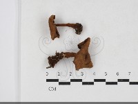 藏品(集毛菌屬)的圖片