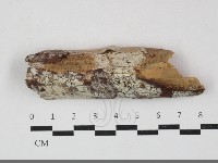 藏品(傑克菌屬)的圖片