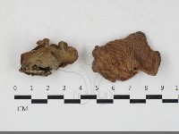 藏品(皺木耳)的圖片