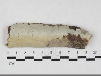 藏品(燈籠囊擬射脈菌)的圖片