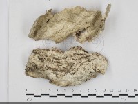 藏品(薄孔菌屬)的圖片