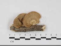 藏品(小孔菌屬)的圖片