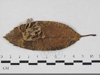 藏品(棕色革菌)的圖片