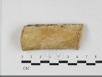 藏品(多年臥孔菌屬)的圖片