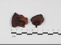 藏品(相鄰小孔菌)的圖片