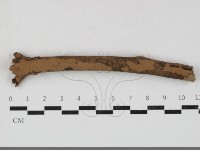 藏品(刺革菌屬)的圖片