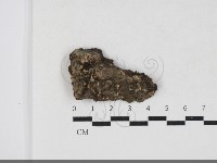 藏品(簇生鬼傘)的圖片