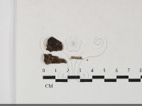 藏品(小菇屬)的圖片