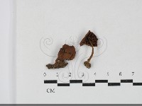 藏品(盔孢傘屬)的圖片