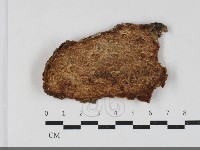 藏品(射脈菌屬)的圖片