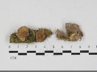 藏品(硬孔菌屬)的圖片