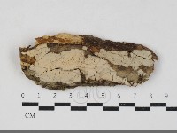 藏品(筍殼菌屬)的圖片