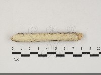 藏品(顯絲菌屬)的圖片