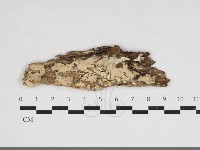 藏品(針齒銳岩菌)的圖片