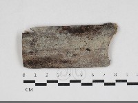 藏品(剛毛絲皮菌)的圖片