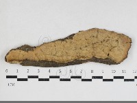 藏品(韌革菌屬)的圖片