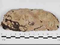 藏品(擬射脈菌屬)的圖片