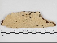 藏品(容氏菌屬)的圖片