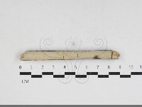 藏品(韌革菌屬)的圖片