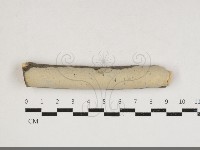 藏品(韌革菌屬)的圖片